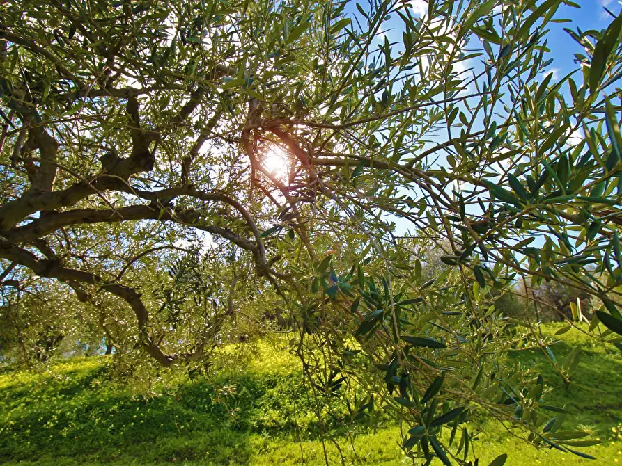 Immagine 33 di Terreno agricolo in vendita  in Strada Comunale Torre Amalfitano a Bagheria