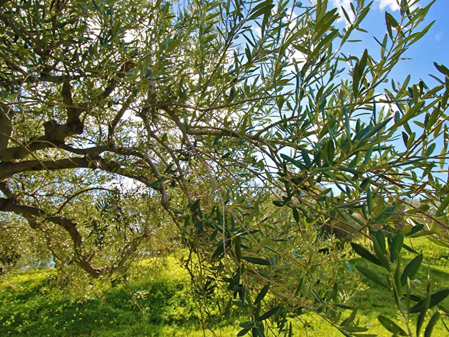 Immagine 34 di Terreno agricolo in vendita  in Strada Comunale Torre Amalfitano a Bagheria