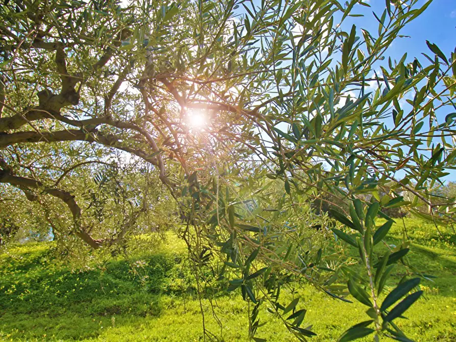 Immagine 35 di Terreno agricolo in vendita  in Strada Comunale Torre Amalfitano a Bagheria