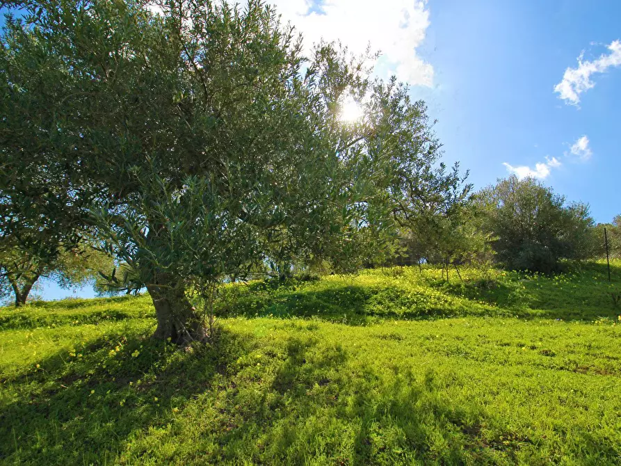 Immagine 36 di Terreno agricolo in vendita  in Strada Comunale Torre Amalfitano a Bagheria