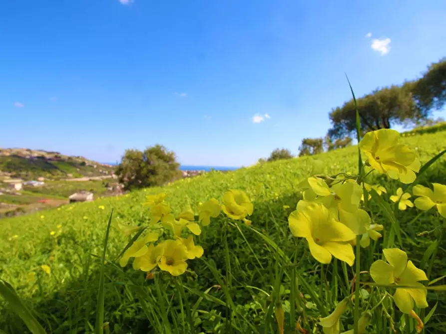 Immagine 43 di Terreno agricolo in vendita  in Strada Comunale Torre Amalfitano a Bagheria