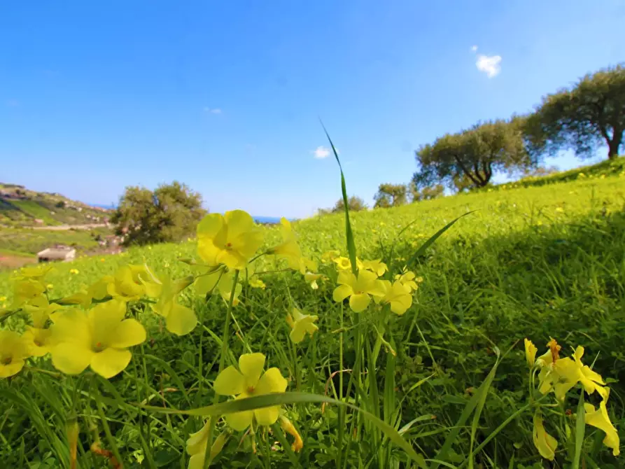 Immagine 44 di Terreno agricolo in vendita  in Strada Comunale Torre Amalfitano a Bagheria