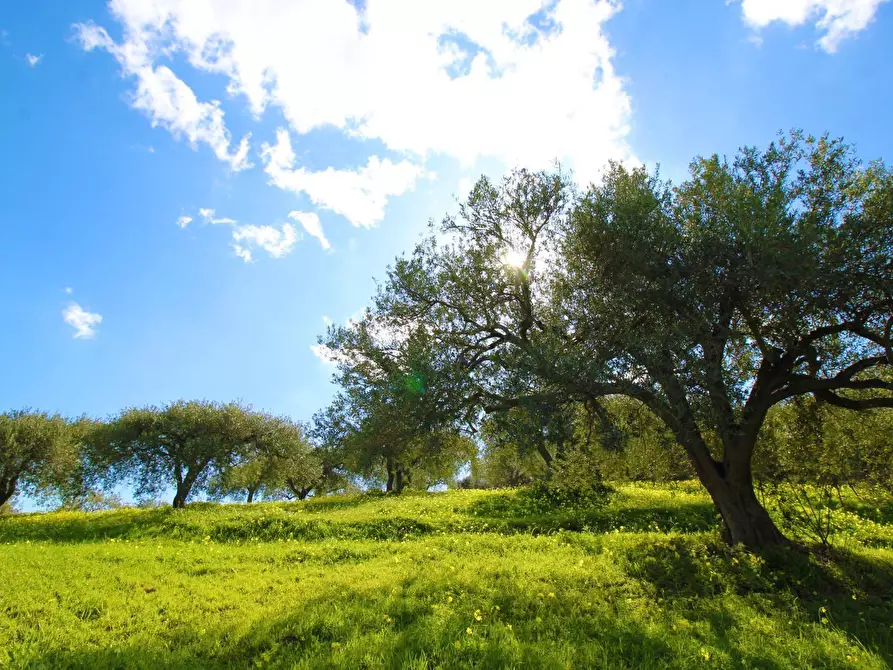 Immagine 46 di Terreno agricolo in vendita  in Strada Comunale Torre Amalfitano a Bagheria