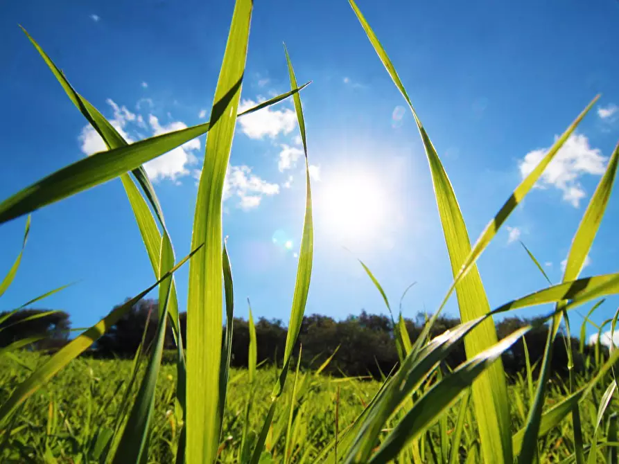 Immagine 52 di Terreno agricolo in vendita  in Strada Comunale Torre Amalfitano a Bagheria