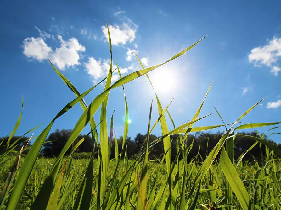 Immagine 55 di Terreno agricolo in vendita  in Strada Comunale Torre Amalfitano a Bagheria