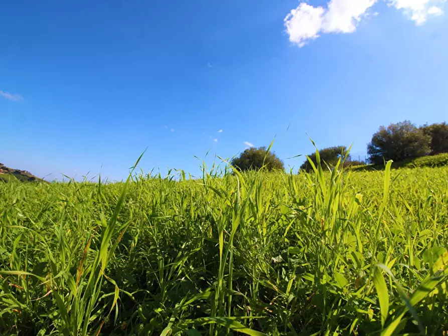 Immagine 56 di Terreno agricolo in vendita  in Strada Comunale Torre Amalfitano a Bagheria