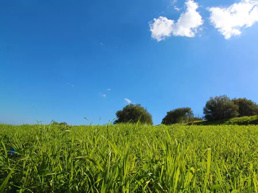 Immagine 61 di Terreno agricolo in vendita  in Strada Comunale Torre Amalfitano a Bagheria
