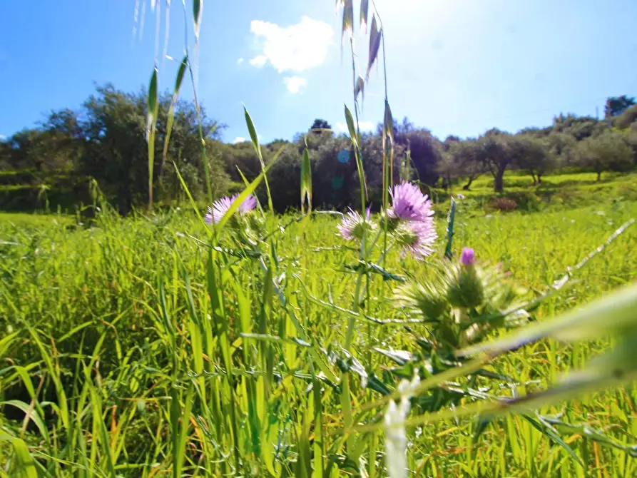 Immagine 63 di Terreno agricolo in vendita  in Strada Comunale Torre Amalfitano a Bagheria