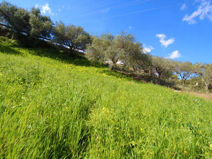 Immagine 70 di Terreno agricolo in vendita  in Strada Comunale Torre Amalfitano a Bagheria