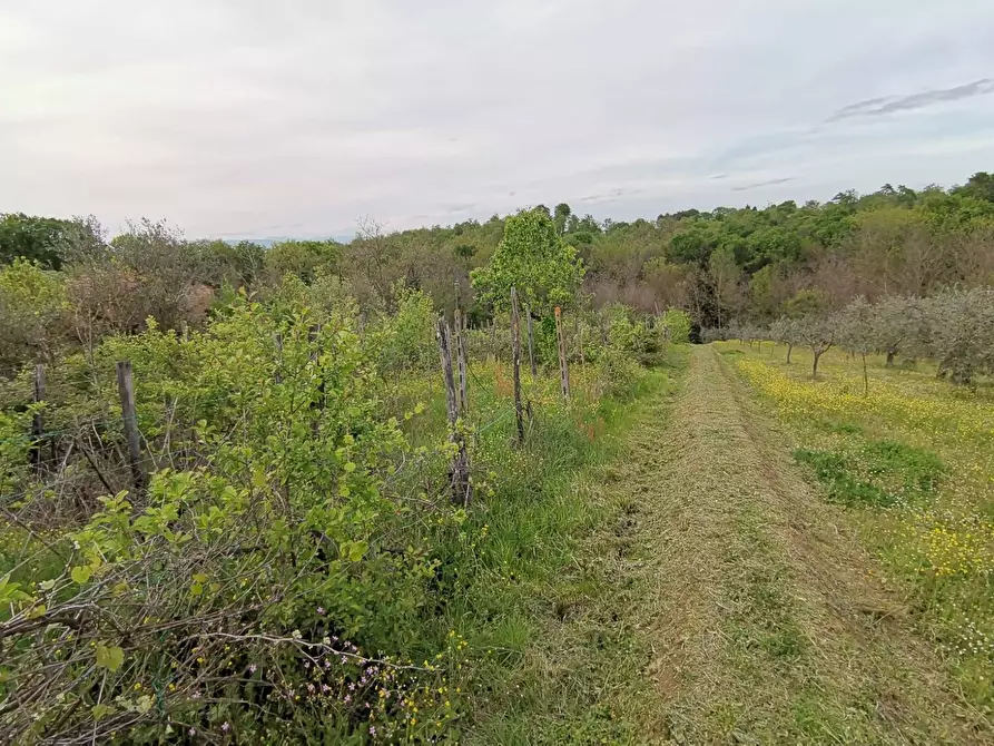 Immagine 13 di Casa indipendente in vendita  in via di bientina a Santa Maria A Monte