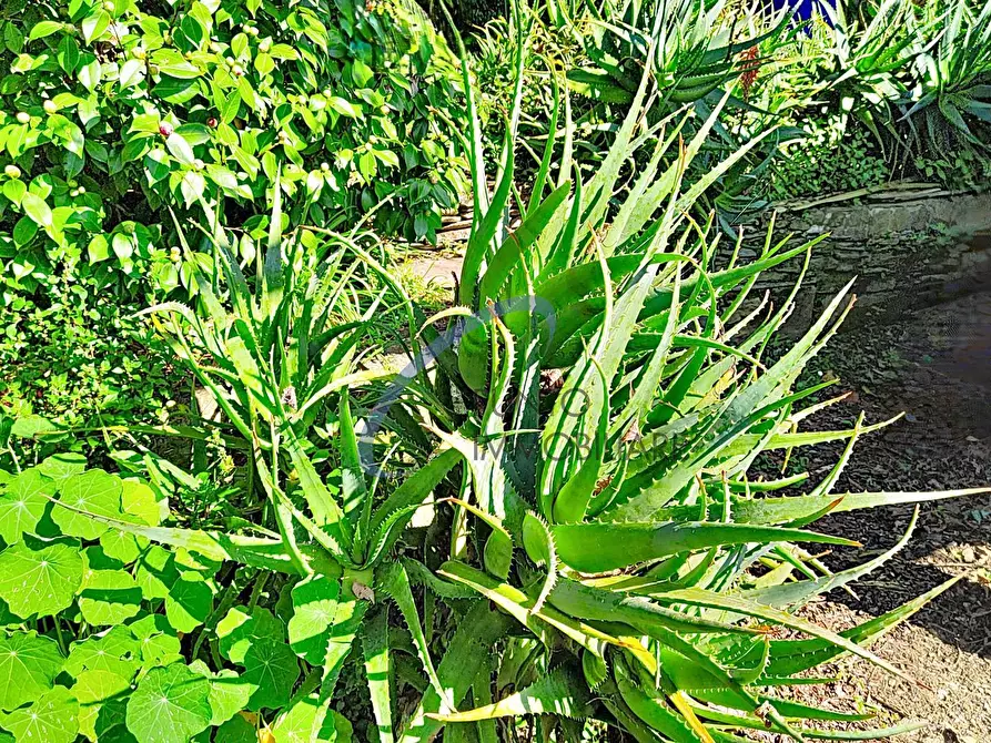 Immagine 23 di Casa semindipendente in vendita  a San Colombano Certenoli