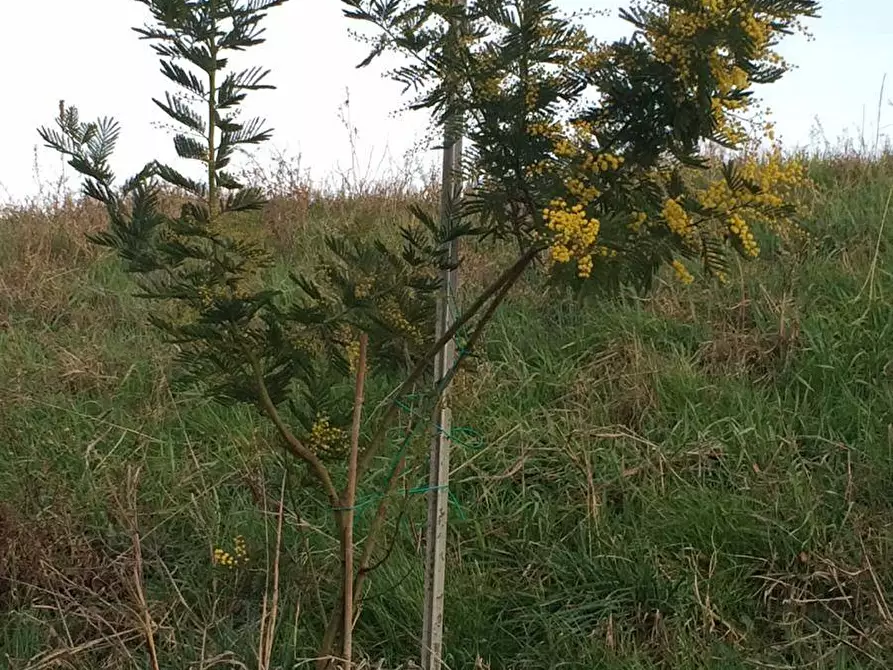 Immagine 38 di Appartamento in vendita  in Via lame 372 a Castel Maggiore