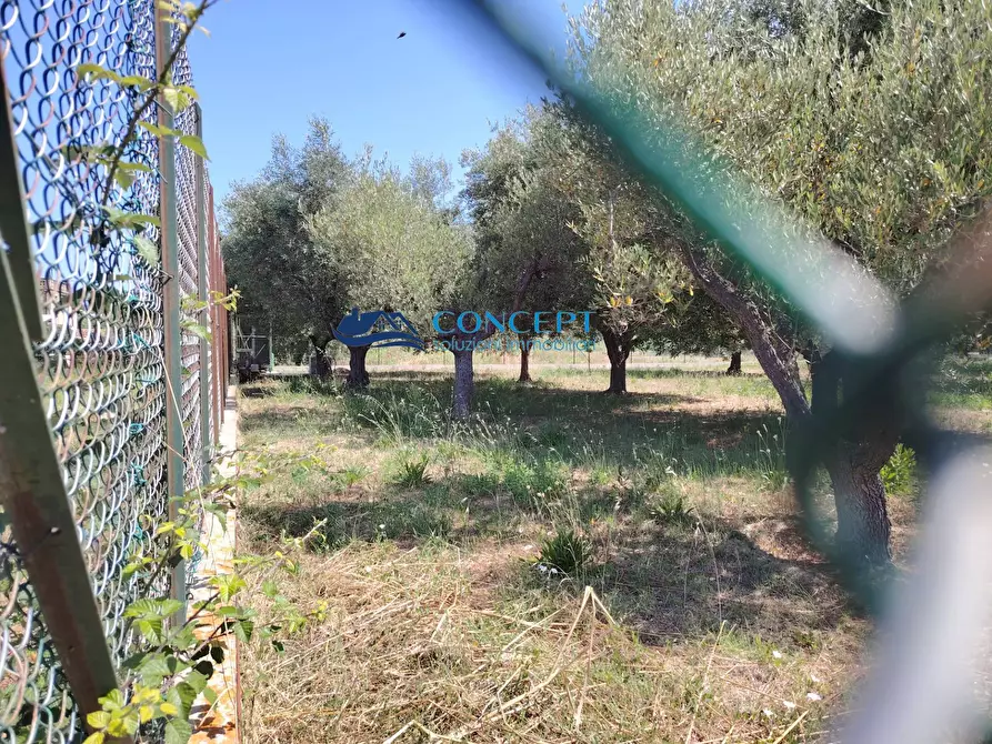 Immagine 3 di Terreno agricolo in vendita  in via delle messi snc a Martinsicuro