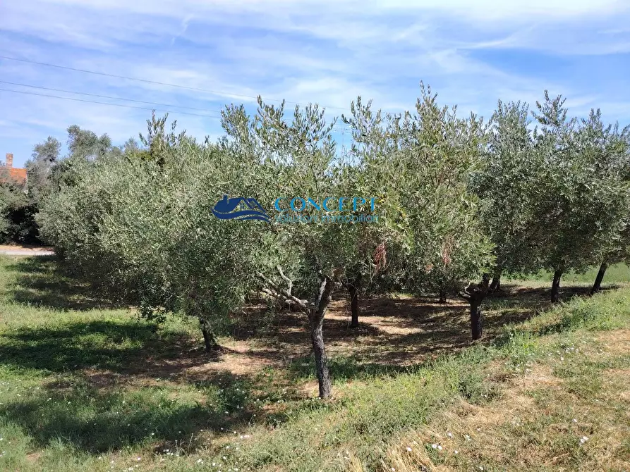Immagine 4 di Terreno residenziale in vendita  in via Vallecupa a Ancarano