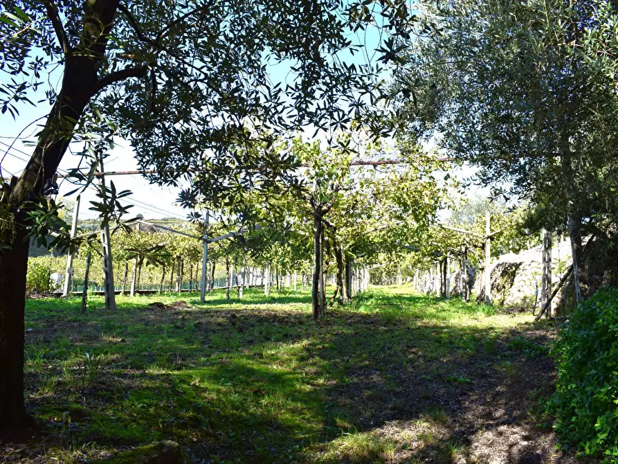 Immagine 3 di Terreno residenziale in vendita  a Sant'ambrogio Di Valpolicella