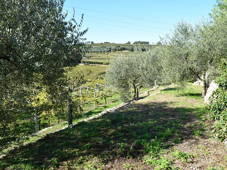 Immagine 10 di Terreno residenziale in vendita  a Sant'ambrogio Di Valpolicella