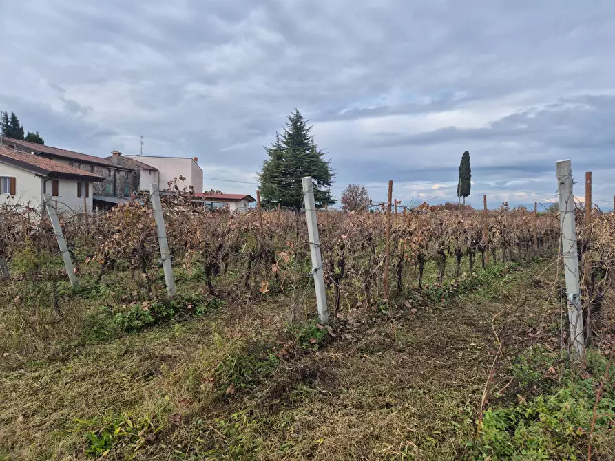 Immagine 6 di Terreno agricolo in vendita  in località Grisa a Lazise