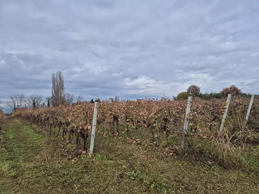 Immagine 7 di Terreno agricolo in vendita  in località Grisa a Lazise