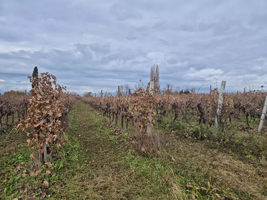 Immagine 1 di Terreno agricolo in vendita  in località Grisa a Lazise