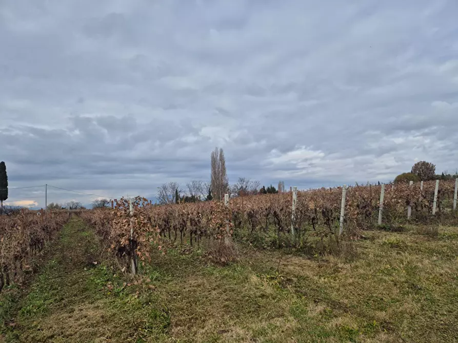 Immagine 4 di Terreno agricolo in vendita  in località Grisa a Lazise