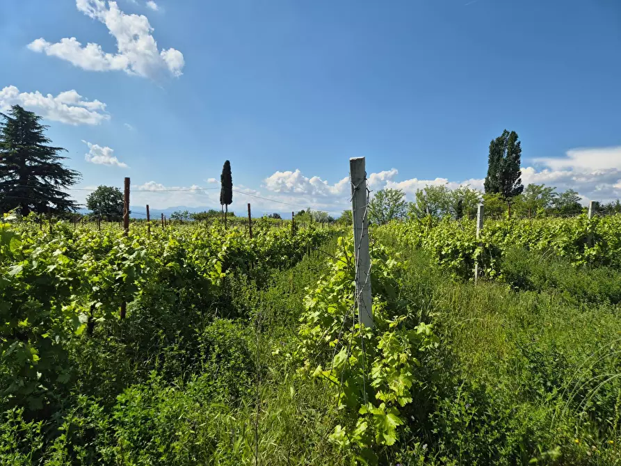 Immagine 1 di Terreno agricolo in vendita  in località Grisa a Lazise