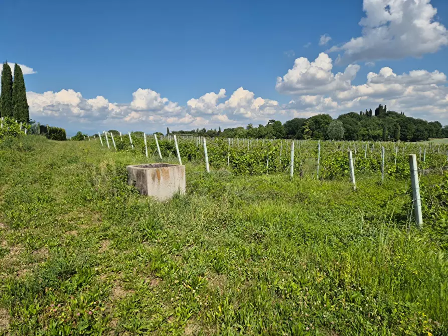 Immagine 3 di Terreno agricolo in vendita  in località Grisa a Lazise