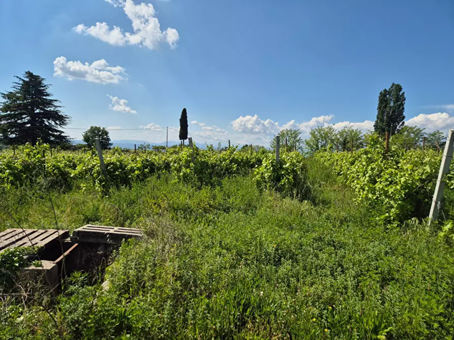 Immagine 4 di Terreno agricolo in vendita  in località Grisa a Lazise