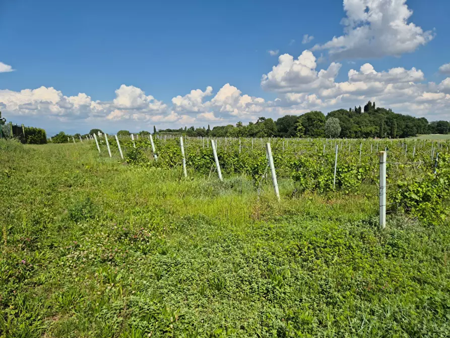 Immagine 7 di Terreno agricolo in vendita  in località Grisa a Lazise