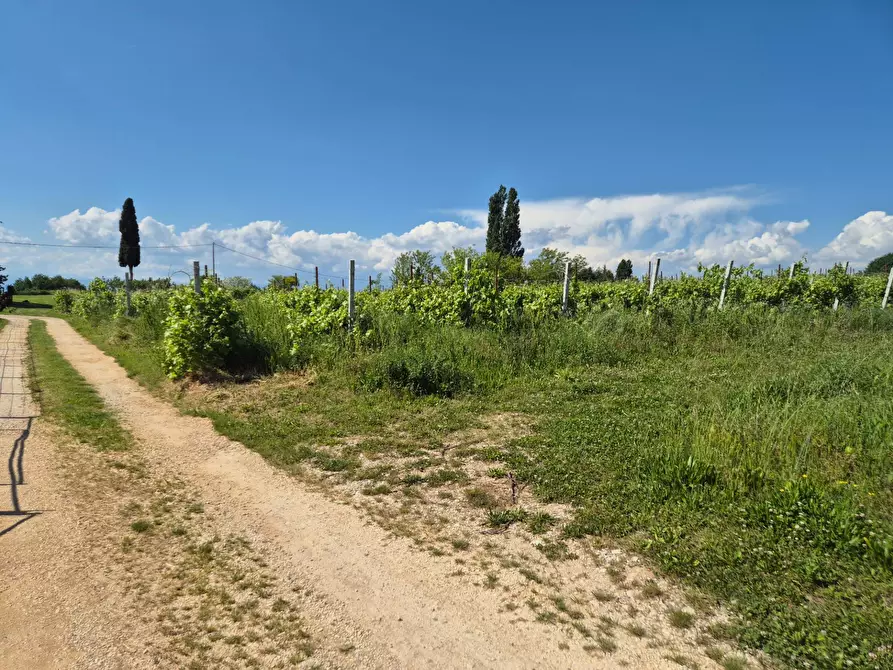 Immagine 8 di Terreno agricolo in vendita  in località Grisa a Lazise