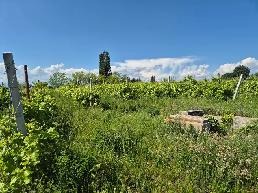 Immagine 3 di Terreno agricolo in vendita  in località Grisa a Lazise