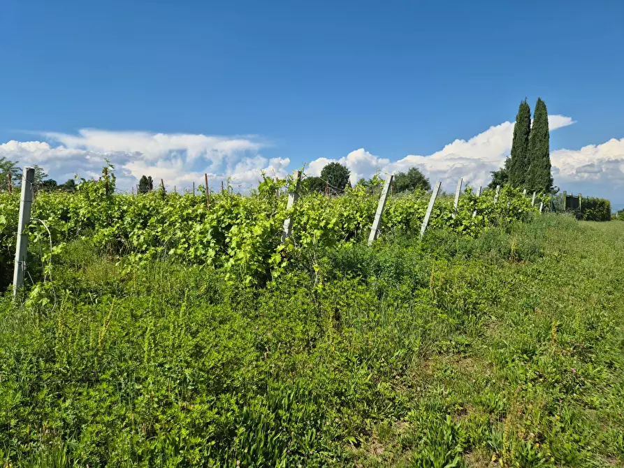 Immagine 6 di Terreno agricolo in vendita  in località Grisa a Lazise