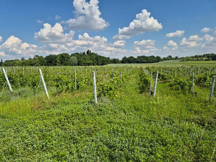 Immagine 1 di Terreno agricolo in vendita  in località Grisa a Lazise