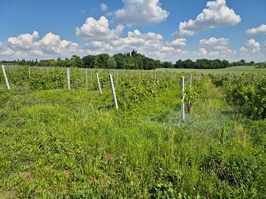 Immagine 9 di Terreno agricolo in vendita  in località Grisa a Lazise