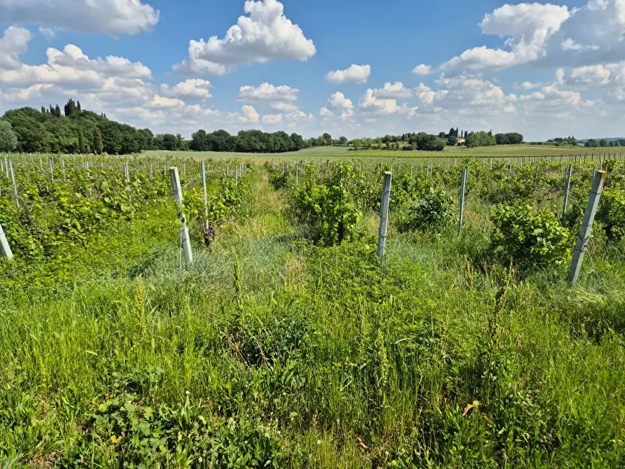 Immagine 10 di Terreno agricolo in vendita  in località Grisa a Lazise