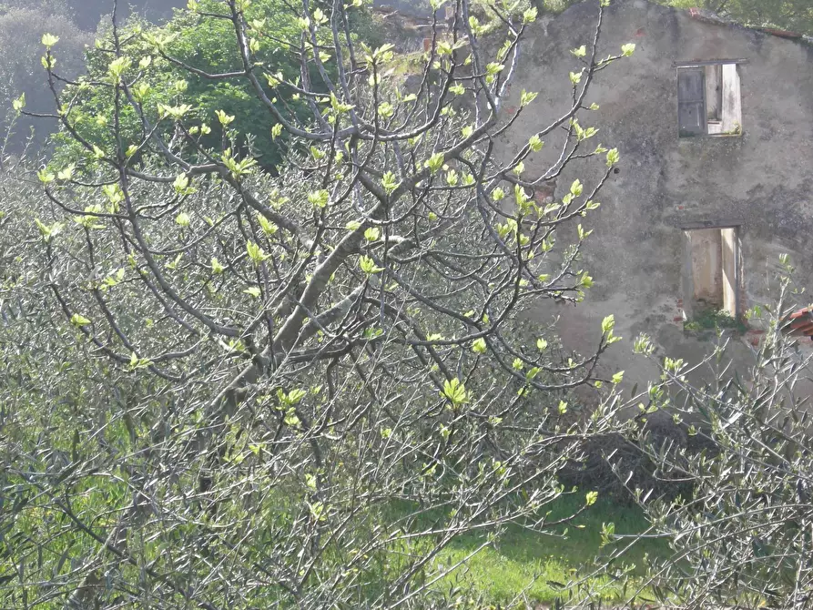 Immagine 13 di Rustico / casale in vendita  a San Giuliano Terme