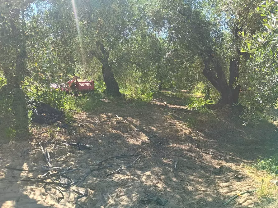 Immagine 16 di Terreno agricolo in vendita  in VIA DEL CHIANTI a Terricciola