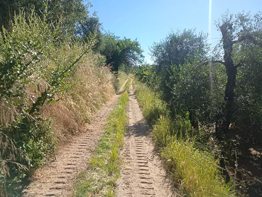 Immagine 17 di Terreno agricolo in vendita  in VIA DEL CHIANTI a Terricciola