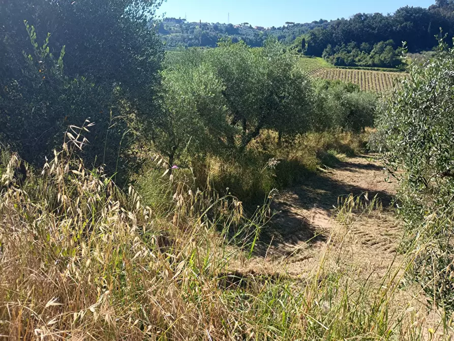 Immagine 18 di Terreno agricolo in vendita  in VIA DEL CHIANTI a Terricciola