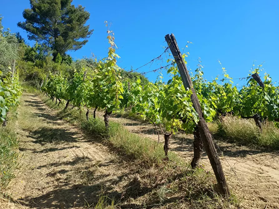 Immagine 19 di Terreno agricolo in vendita  in VIA DEL CHIANTI a Terricciola