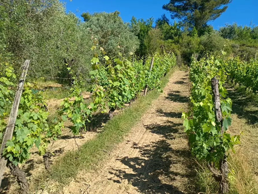 Immagine 21 di Terreno agricolo in vendita  in VIA DEL CHIANTI a Terricciola