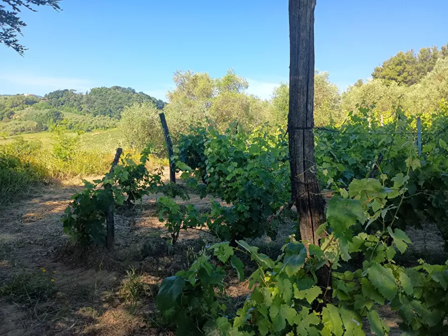 Immagine 22 di Terreno agricolo in vendita  in VIA DEL CHIANTI a Terricciola