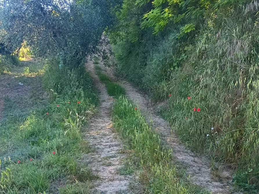 Immagine 23 di Terreno agricolo in vendita  in VIA DEL CHIANTI a Terricciola
