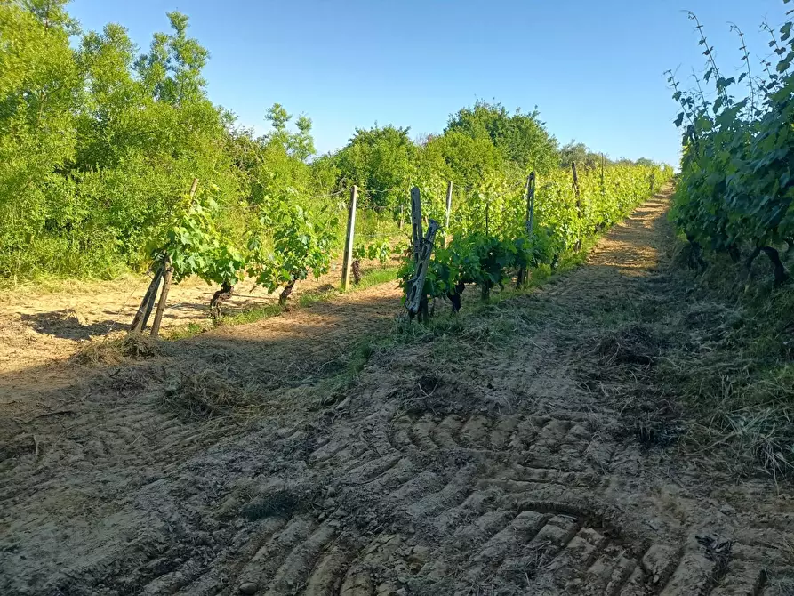 Immagine 24 di Terreno agricolo in vendita  in VIA DEL CHIANTI a Terricciola