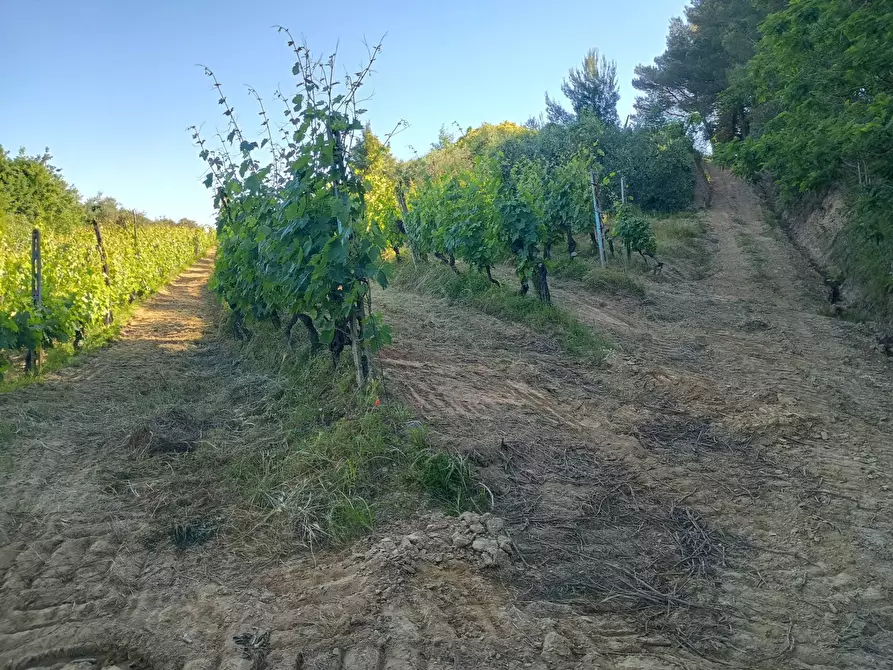 Immagine 25 di Terreno agricolo in vendita  in VIA DEL CHIANTI a Terricciola
