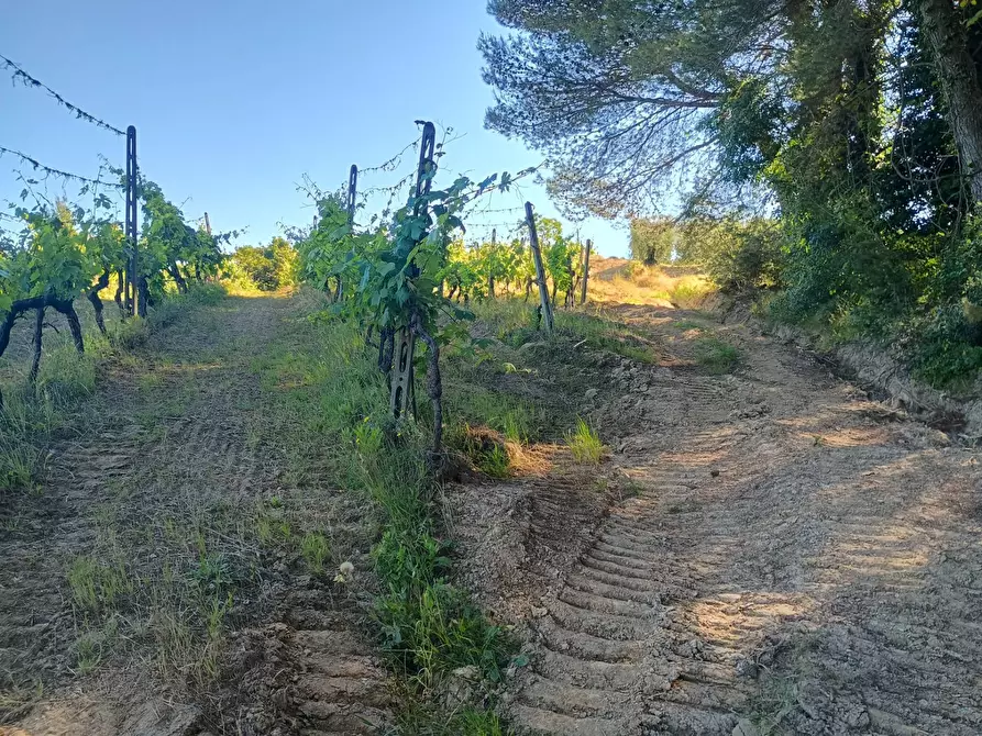 Immagine 26 di Terreno agricolo in vendita  in VIA DEL CHIANTI a Terricciola