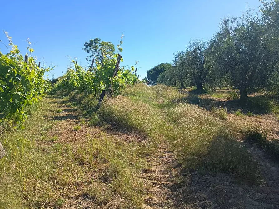Immagine 27 di Terreno agricolo in vendita  in VIA DEL CHIANTI a Terricciola