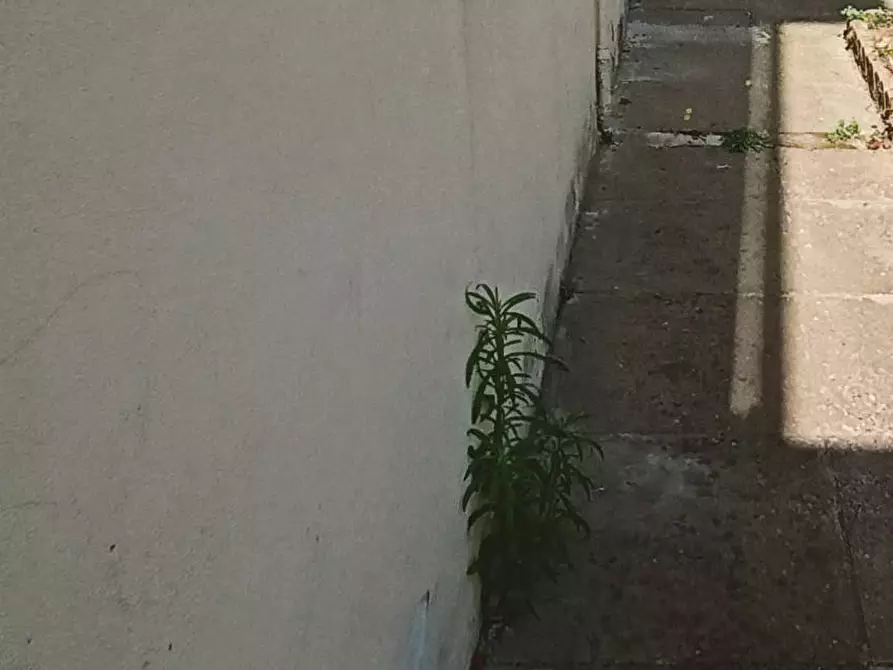 Immagine 11 di Appartamento in vendita  in via piero e casato a Ponsacco