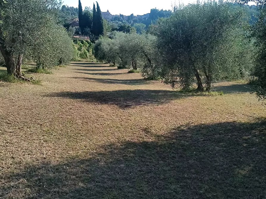 terreno agricolo in vendita a Terricciola