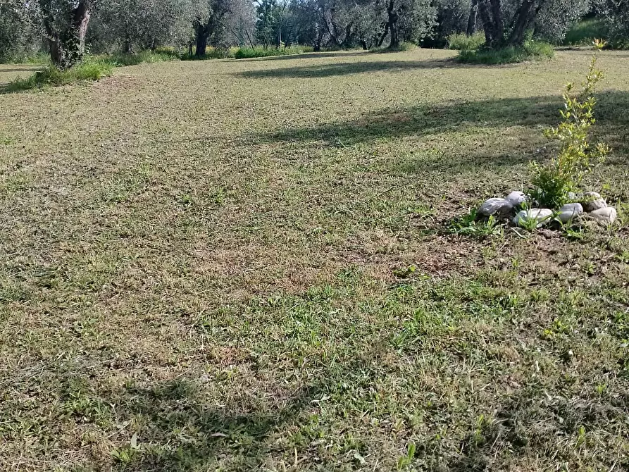 Immagine 4 di Terreno agricolo in vendita  in via terricciolese a Terricciola
