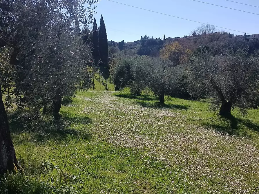 Immagine 7 di Terreno agricolo in vendita  in via terricciolese a Terricciola